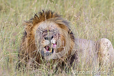 Yawning tired Male Lion with black mane lying in the grass Stock Photo