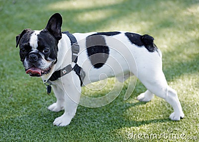 1-Year-Old Black and White Piebald Male Frenchie with One Floppy Ear Stock Photo