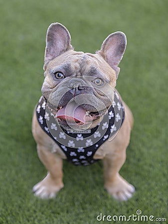 1-Year-Old Blue Fawn Male Frenchie Sitting and Panting with Tongue Sticking Out Stock Photo