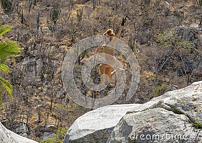 20 year-old Caucasian female tourist leaping from above the waterfall at Canyon of the Fox. Stock Photo