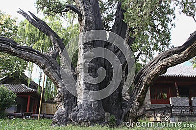 4,500-year-old cypress in Songyang Academy, central China Stock Photo