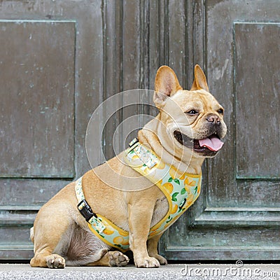6-Year-Old Frenchie Sitting and Panting next to Mausoleum Door Stock Photo
