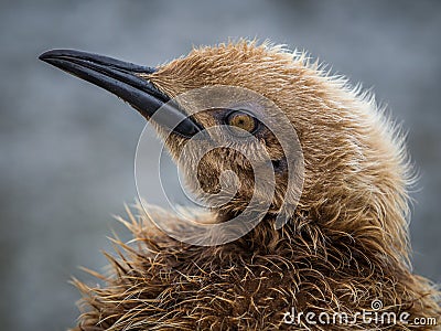 Year old oakum boy, a teenage King Penguin about to molt Stock Photo
