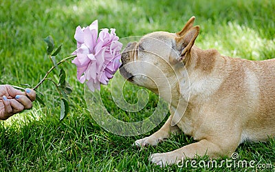 5-Year-Old Tan Male Frenchie Sniffing Pink Rose Stock Photo