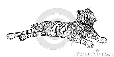 2022 Year of the Tiger 6 Vector Illustration