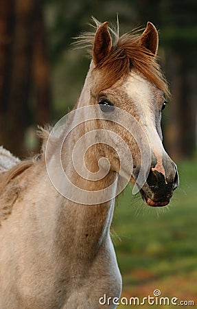 Yearling Arabian Filly Stock Photo