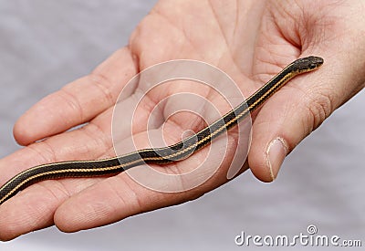 Yearling Red sided garter snake Thamnophis sirtalis parietalis. Stock Photo