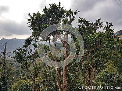 400 years tea of Phongsali province, Laos Stock Photo