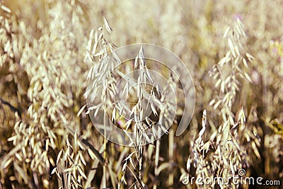 Years young oats field. Stock Photo