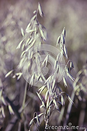 Years young oats field. Stock Photo