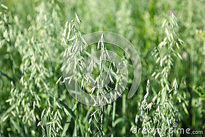 Years young oats field. Stock Photo