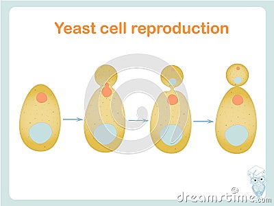 Yeast cell reproduction scheme. Stock vector illustration for biological education, Vector Illustration