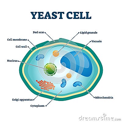 Yeast cell vector illustration. Labeled organism closeup structure diagram. Vector Illustration