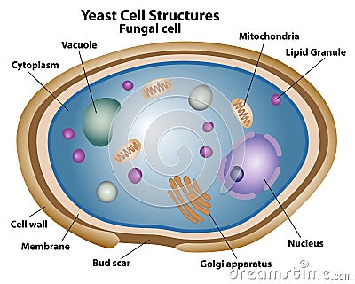 Yeast Structures of a Fungal Cell Vector Illustration