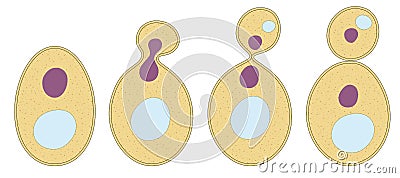 East cell reproduction Stock Photo