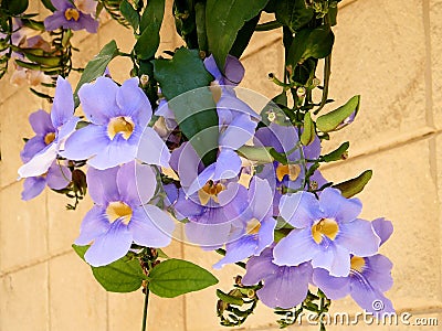 Or Yehuda Thunbergia Grandiflora 2010 Stock Photo