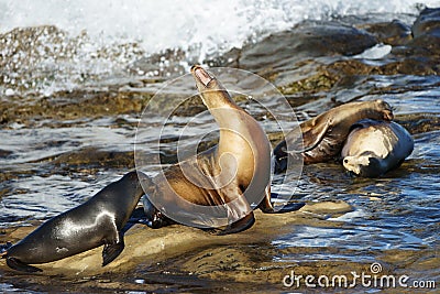 Yelling sea lion on the seashore with white water surf on the background Stock Photo