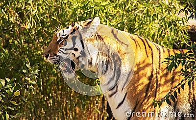 Yelling ussurian tiger Stock Photo