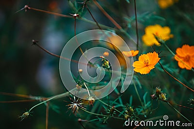 Yelllow camomile or chamomile flower with yellow pollen in macro shot. Stock Photo