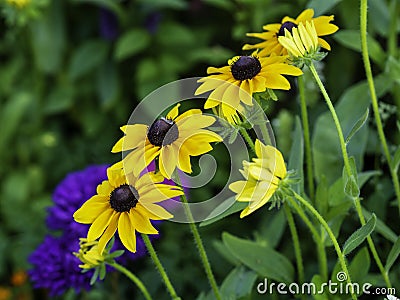 Yelllow flowers of Black-eyed Susan blooming Stock Photo
