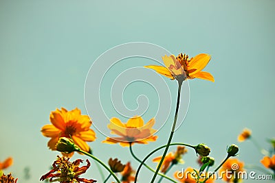 Yelllow vintage flowers on sky Stock Photo