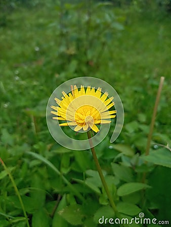 Yello coloured flower on the ground which is also a herbal plant Stock Photo