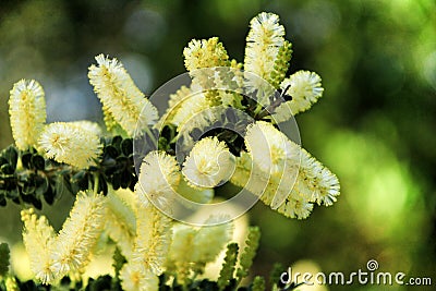 Yellow acacia dealbata in the garden Stock Photo