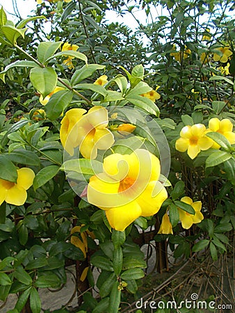 Yellow alamanda Stock Photo