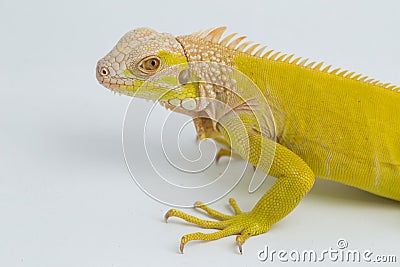 Yellow albino Iguana isolated on a white background Stock Photo