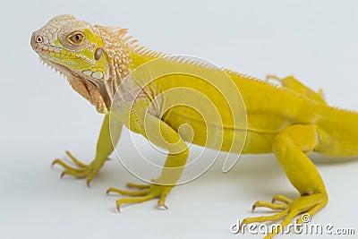 Yellow albino Iguana isolated on a white background Stock Photo