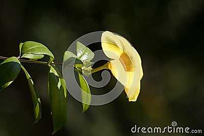 Yellow Allamanda flower with green leaf Stock Photo