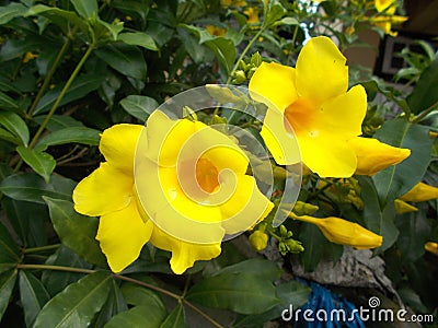 Yellow allamanda flowers at the fence Stock Photo