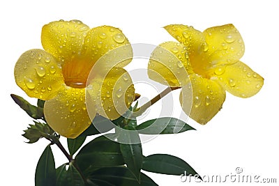 Yellow allamanda or golden trumpet Stock Photo