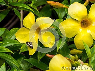 Yellow Allamanda Golden Trumpet Flower and Skipper at Intercontinental Resort and Spa Hotel in Papeete, Tahiti, French Polynesia Stock Photo