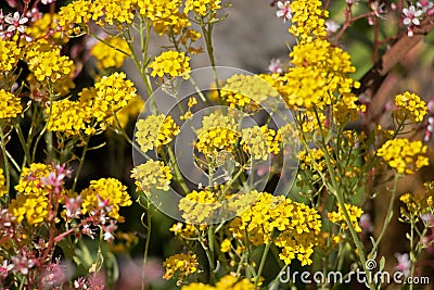 Summer flowers; Bright golden yellow Alyssum flowers, Aurinia saxatilis, basket-of-gold, golden tuft or madwort blooming in summer Stock Photo