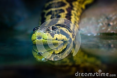 Yellow anaconda Stock Photo