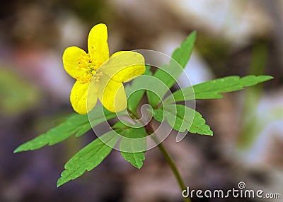 yellow anemone, buttercup anemone, Anemone ranunculoides Stock Photo