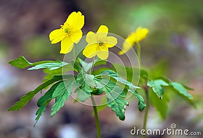 yellow anemone, buttercup anemone, Anemone ranunculoides Stock Photo