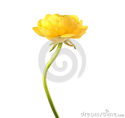 Yellow anemone flower on white. Stock Photo