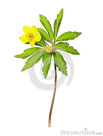Yellow anemone Anemone ranunculoides flower on white background. Spring flower of the family Ranunculaceae Stock Photo