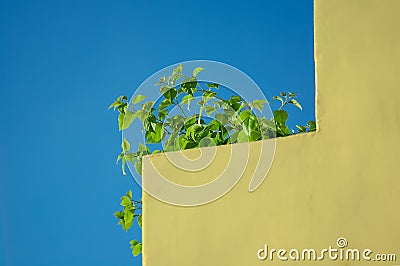 Yellow angle residential building and plants against the dark blue sky Stock Photo