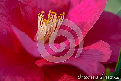 Yellow Anthers Camellia Flower Stock Photo