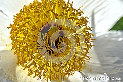 Yellow Anthers, White Poppy Romneya Stock Photo