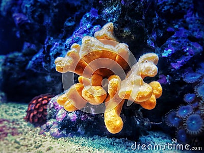 Yellow antlers sponge Axinella polypoides in Mediterranean Sea Stock Photo
