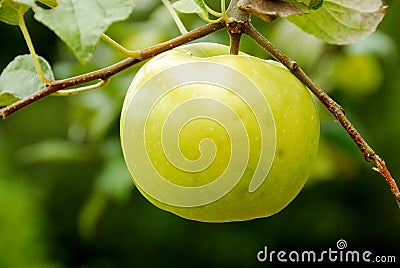 Yellow Apple Tree Stock Photo