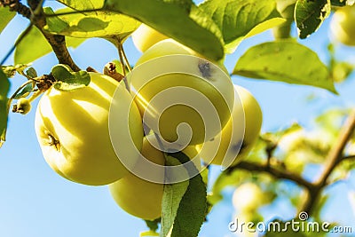 Yellow apples on a branch Stock Photo