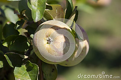 Yellow apples on orchard farm closeup on tree branch Stock Photo