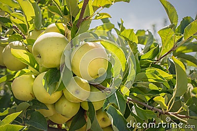 Yellow apples ripen on tree branches in the garden against the blue sky. Stock Photo