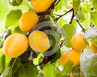 Ripe apricots on a fruit tree. Nature background. summer harvest Stock Photo