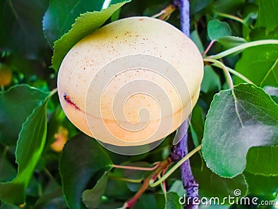 Ripe apricots on a fruit tree. Nature background. summer harvest Stock Photo